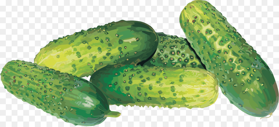 Cucumber, Food, Plant, Produce, Vegetable Free Transparent Png