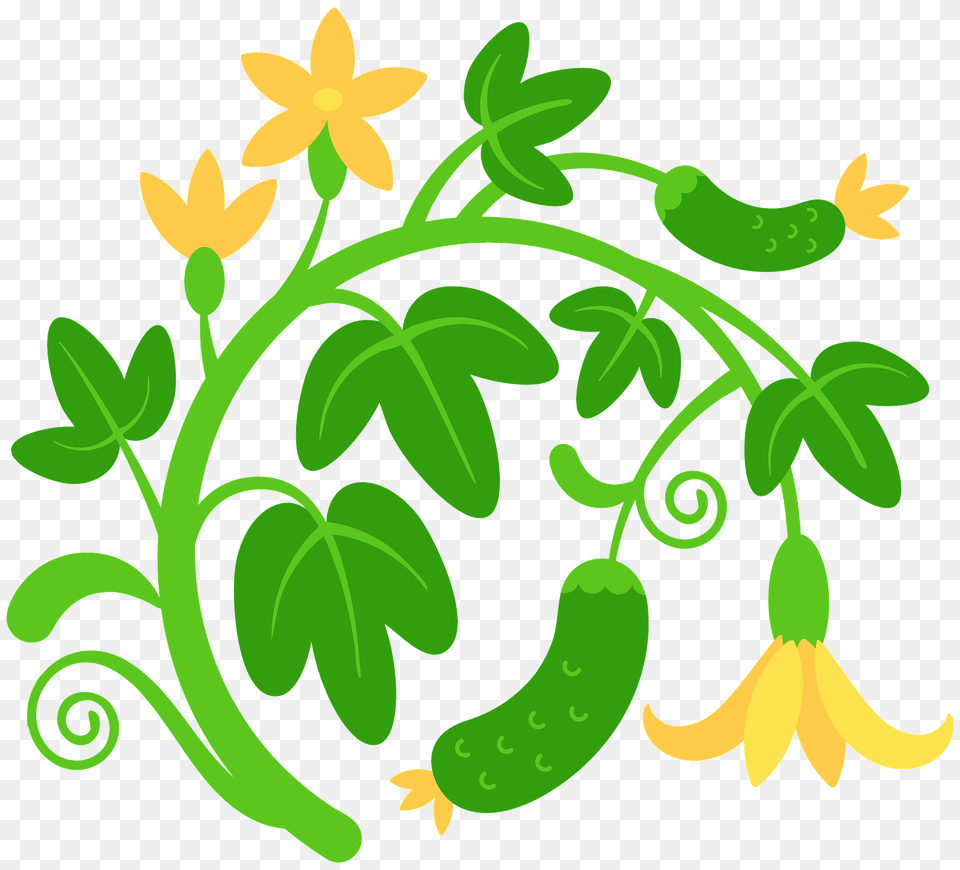 Cucumber Clipart, Plant, Art, Graphics, Floral Design Free Png Download