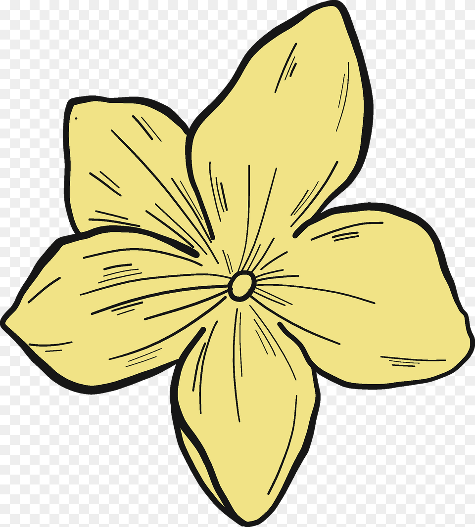 Cucumber Flower Clipart, Daffodil, Petal, Plant, Anemone Free Png