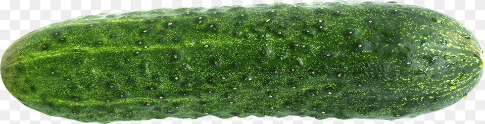 Cucumber Image Cucumber Png