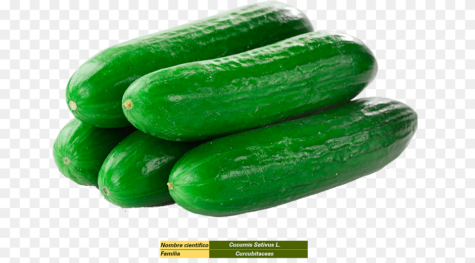 Cucumber In Saudi Arabia Cucumber, Food, Plant, Produce, Vegetable Free Png