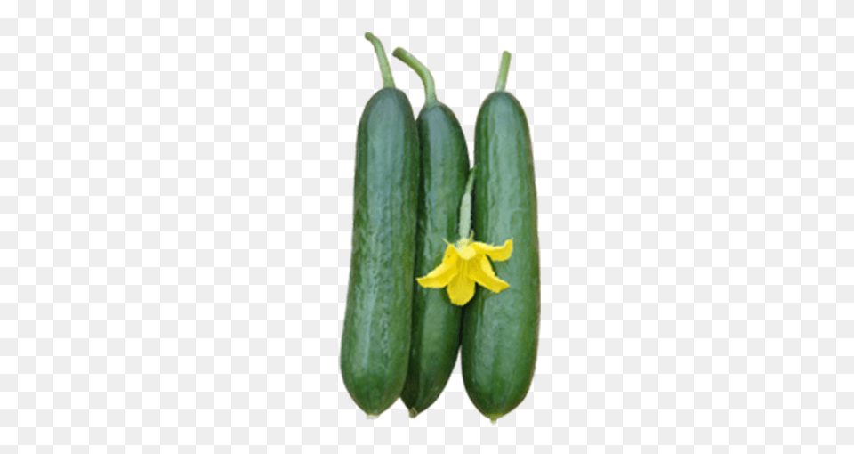 Cucumber Kekasih Green World Genetic, Food, Plant, Produce, Vegetable Free Transparent Png