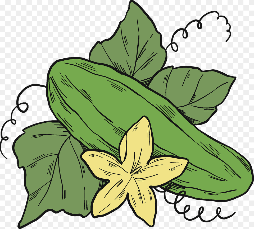 Cucumber Plant Clipart, Food, Produce, Vegetable, Animal Free Png Download