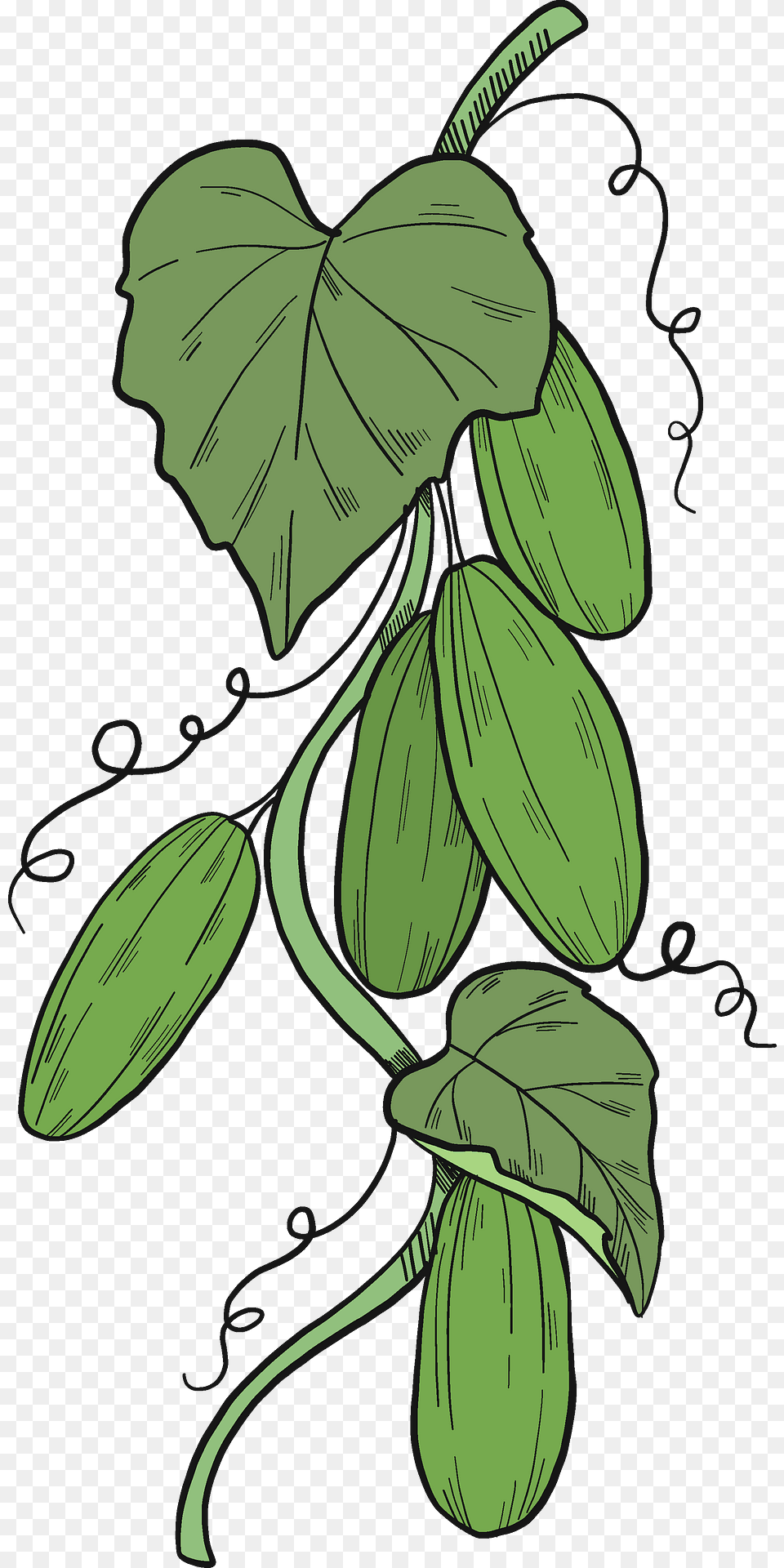 Cucumber Plant Clipart, Leaf, Vine, Person Free Transparent Png