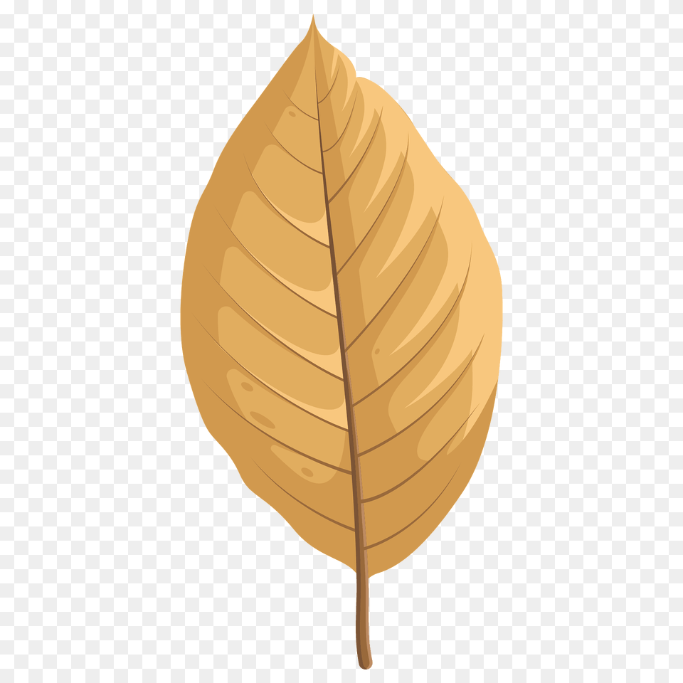 Cucumber Tree Autumn Leaf Clipart, Plant, Tobacco Png