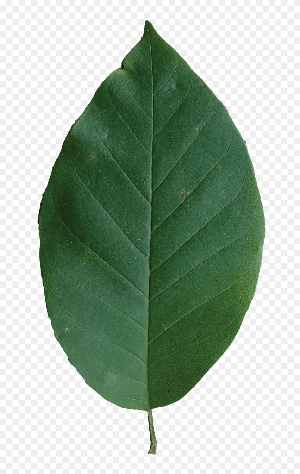 Cucumber Tree Friends Of The Louisiana State Arboretum, Leaf, Plant Free Png