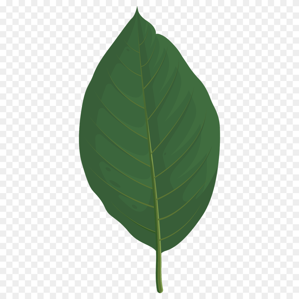 Cucumber Tree Spring Leaf Clipart, Plant Free Png Download