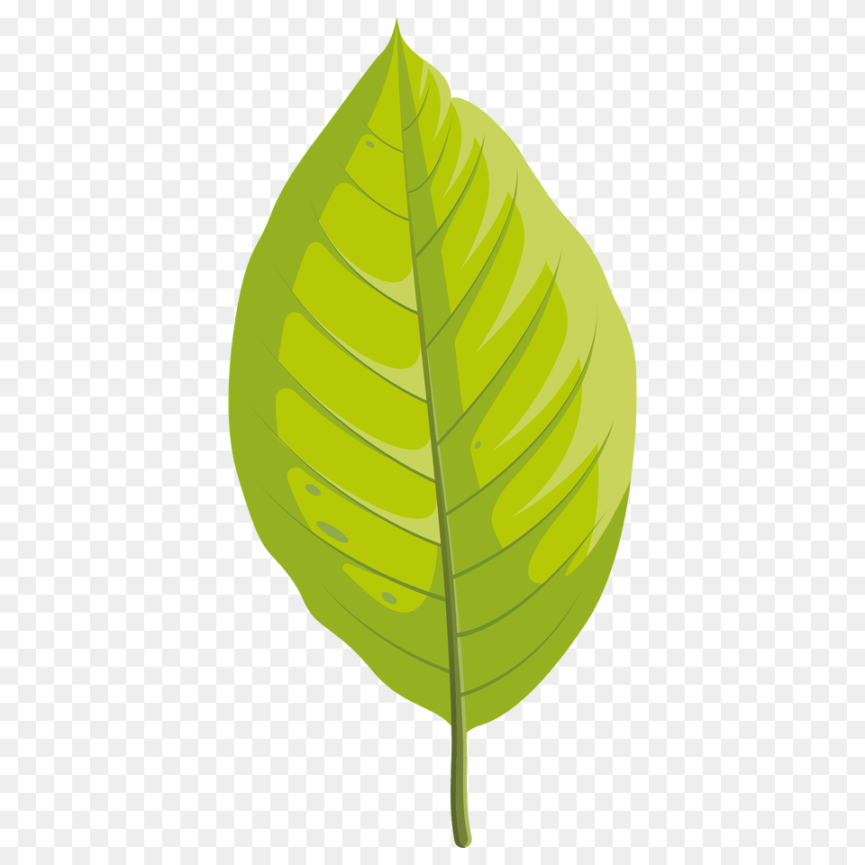 Cucumber Tree Summer Leaf Clipart, Plant, Vegetation Free Png