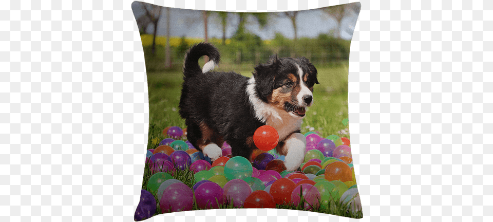 Cuddle Up To Your Favorite Memories With Personalized Border Collie, Sphere, Animal, Canine, Dog Png Image
