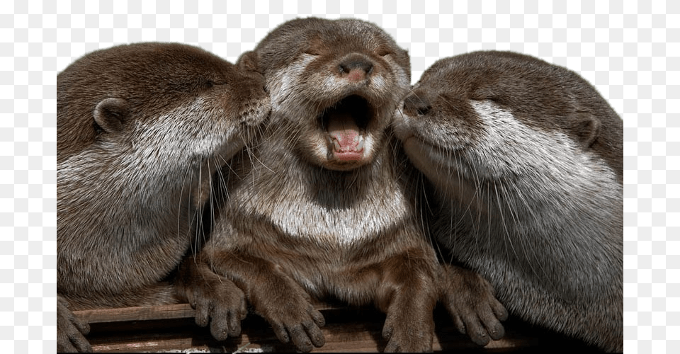 Cuddling Otters, Animal, Bear, Mammal, Wildlife Free Transparent Png