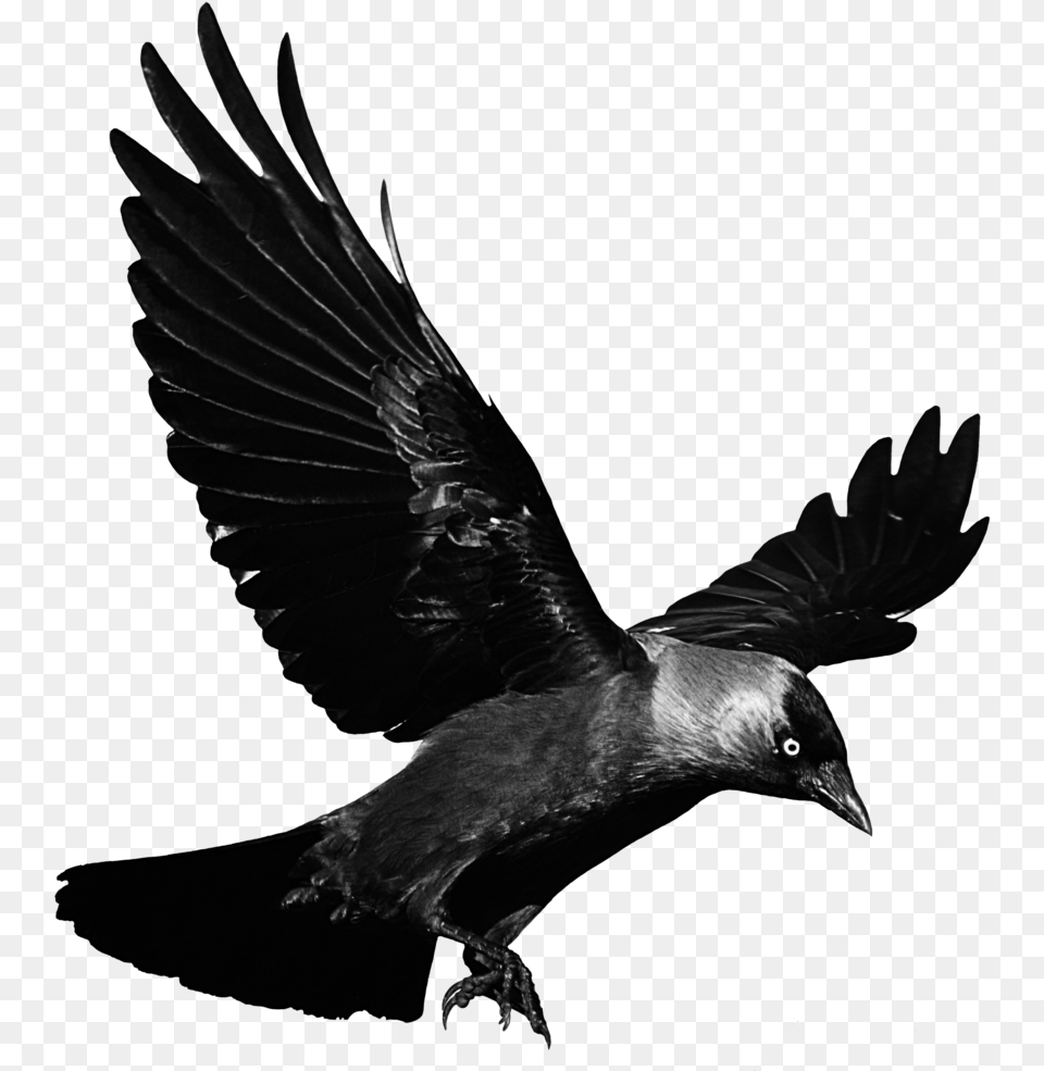 Cuervo Pajaro Negro Glitch Terror Miedo Ave Transparent Background Raven, Animal, Bird, Blackbird Free Png