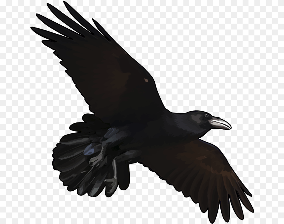 Cuervo Volando Dibujo, Animal, Bird, Blackbird, Crow Free Png