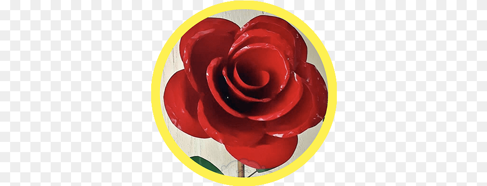 Cuevas Imports Garden Roses, Flower, Plant, Rose, Food Free Png
