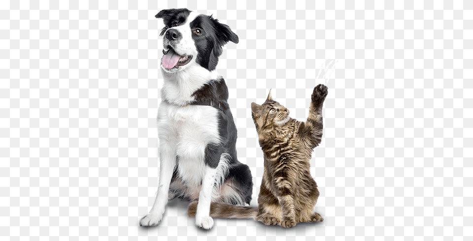 Cuide Da Sade Do Seu Pet Animal Anthology Project True Tails, Canine, Dog, Mammal, Cat Free Png Download