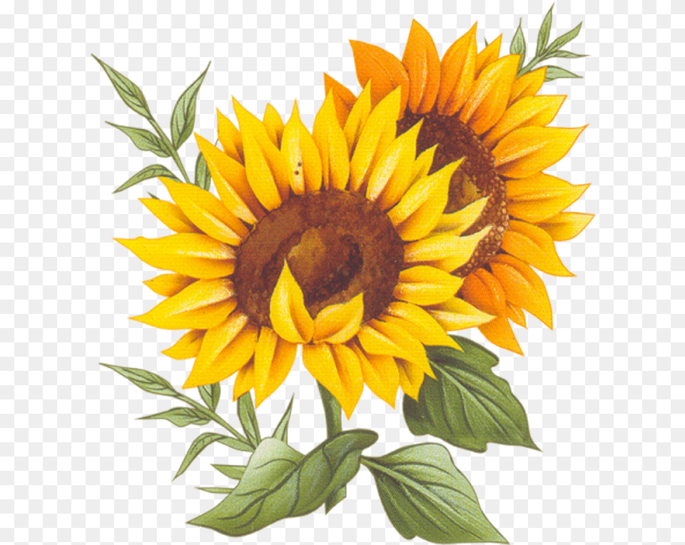 Cuisine Montxe9e Sunflower Recipe Two France Vector Sunflower Vector Background, Flower, Plant Free Png