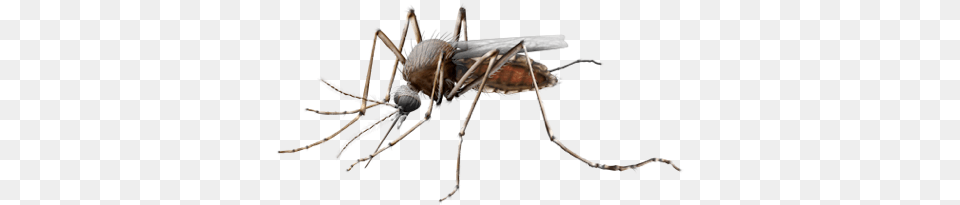 Culex For Sm Web, Animal, Insect, Invertebrate, Mosquito Free Transparent Png