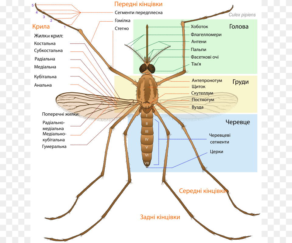 Culex Pipiens Diagram Uk, Animal, Invertebrate, Spider, Insect Free Png Download