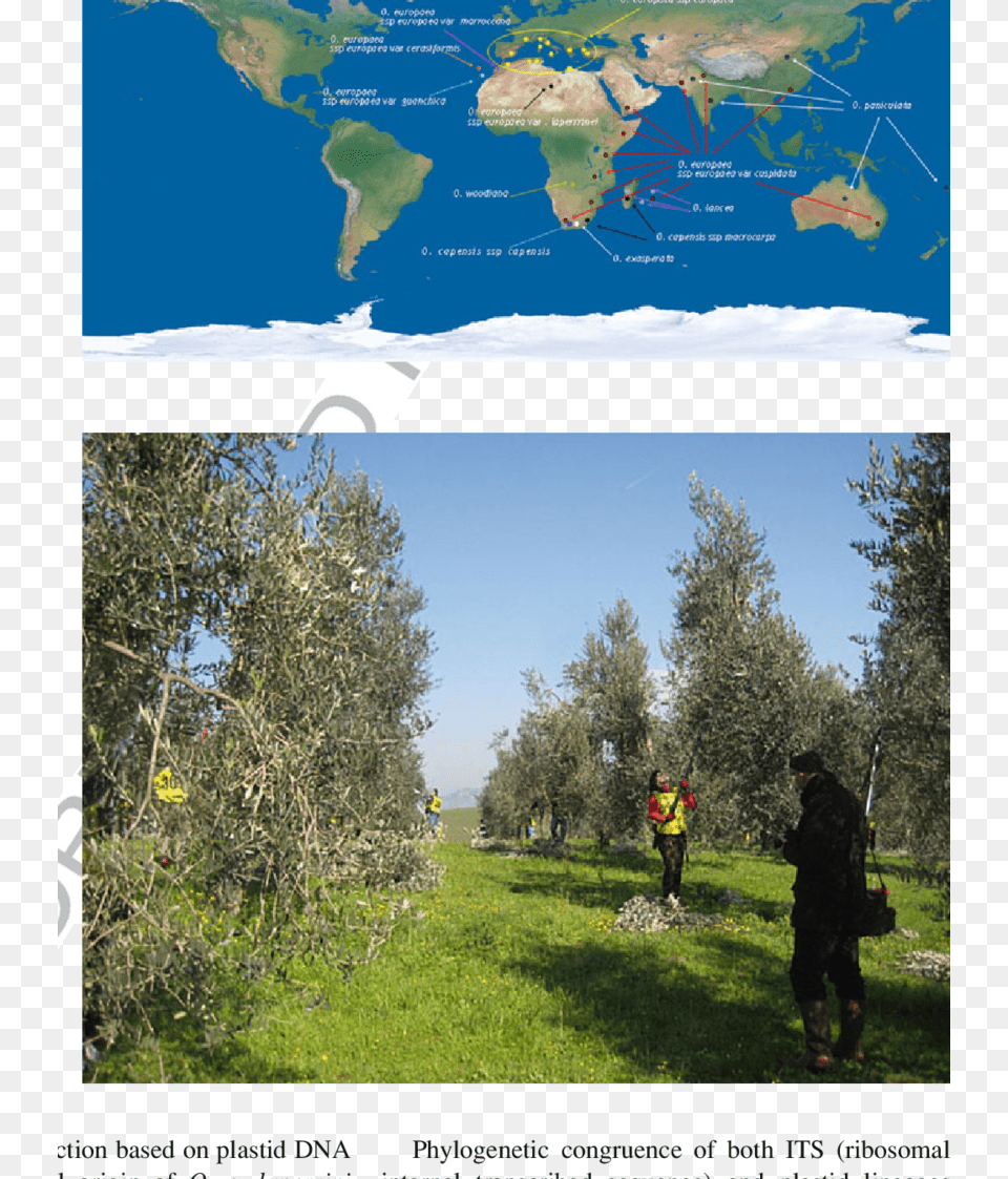 Cultivated Olives Tree Top 10 Cold Deserts Of The World, Woodland, Grass, Grove, Land Free Png