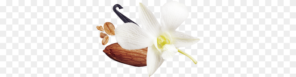 Cultivated Vanilla Granola, Flower, Plant, Food, Produce Png