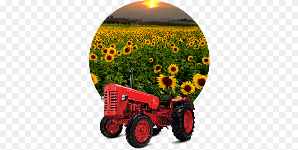 Cultivation, Flower, Sunflower, Plant, Device Free Png