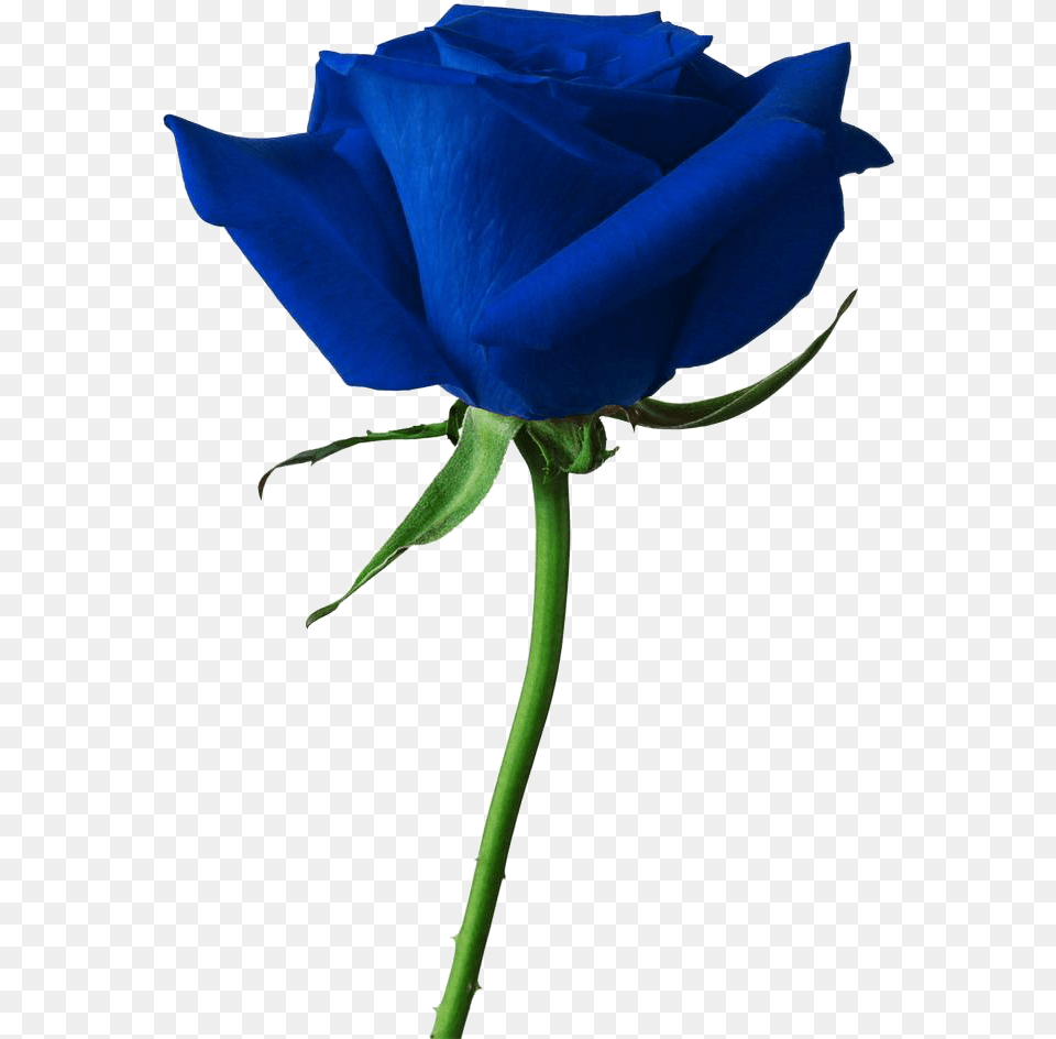 Cuorelucymy Mialu Lucymy Rosa Blu Rose Rouge, Flower, Plant Free Png