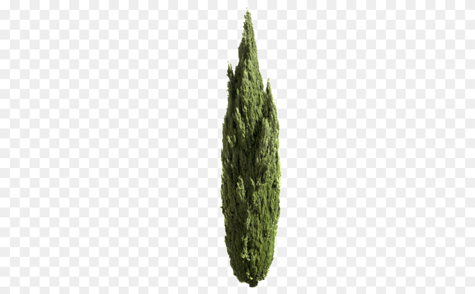 Cupressus Mediterranean Cypress, Conifer, Fir, Plant, Tree Free Png