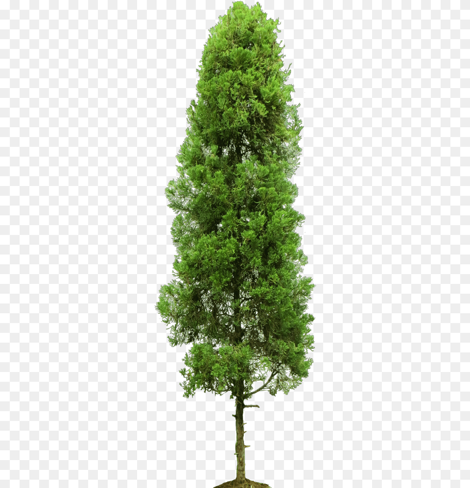 Cupressus Sempervirens 4 Image Single Tree, Conifer, Fir, Plant, Pine Free Png Download