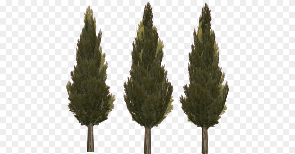 Cupressus Sempervirens The Mediterranean Cypress Is Cupressus Sempervirens Pyramidalis, Conifer, Fir, Pine, Plant Png