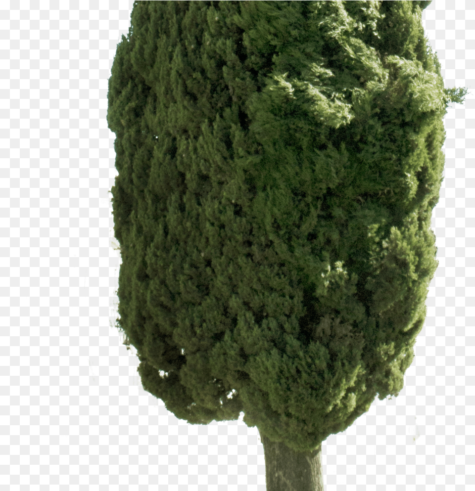 Cupressus Sempervirens Tree Ii Cupressus Sempervirens, Conifer, Plant, Yew Free Transparent Png