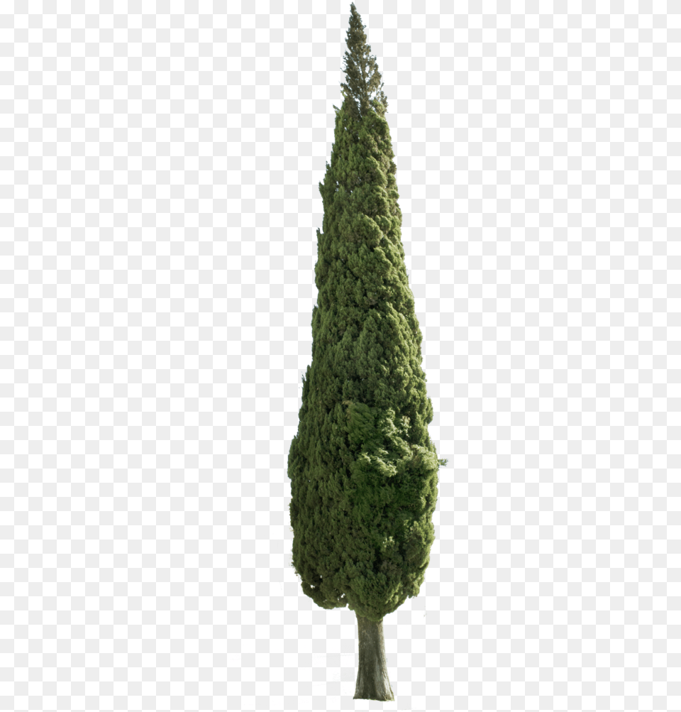 Cupressus Sempervirens Tree Ii Tree Is Christmas Tree, Conifer, Fir, Pine, Plant Free Png Download