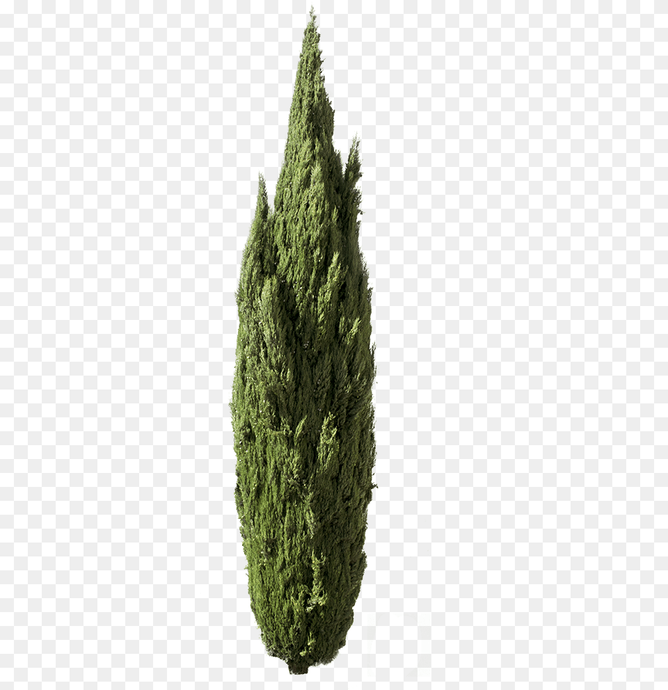 Cupressus Sempervirens Tree Iii Redwood, Conifer, Fir, Plant, Pine Png Image