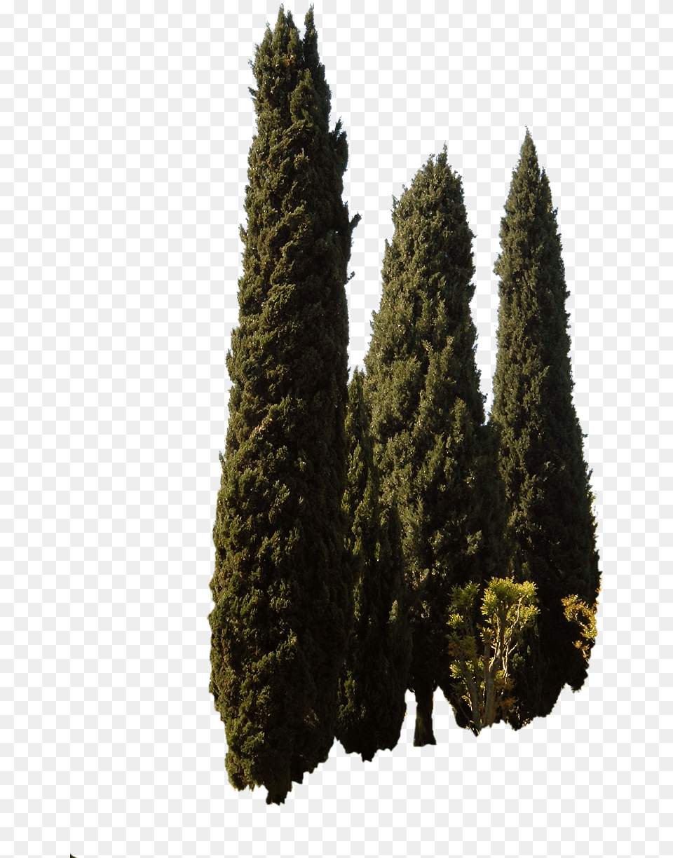 Cupressus Sempervirens Trees Cypress Tree, Conifer, Fir, Pine, Plant Free Png Download
