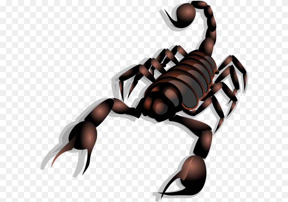 Cure Of Scorpion Bite, Animal, Invertebrate, Baby, Person Free Png Download