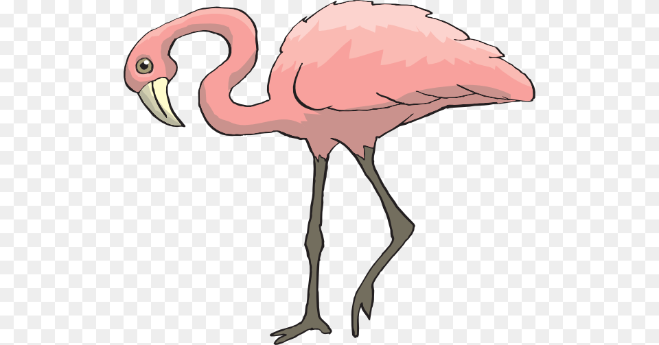 Curious Clip Art At Clker Com Vector Warna Burung Flamingo, Animal, Bird, Kangaroo, Mammal Free Png