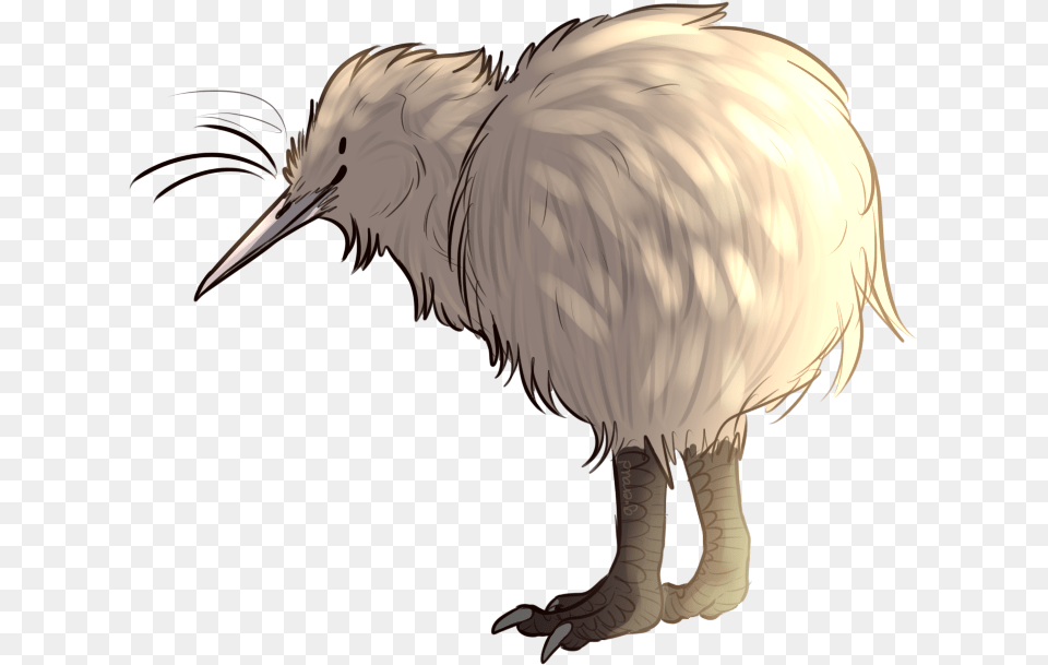 Curious Facts That Prove Kiwis Are Transparent Kiwi Bird, Animal, Beak, Kiwi Bird, Dinosaur Png Image
