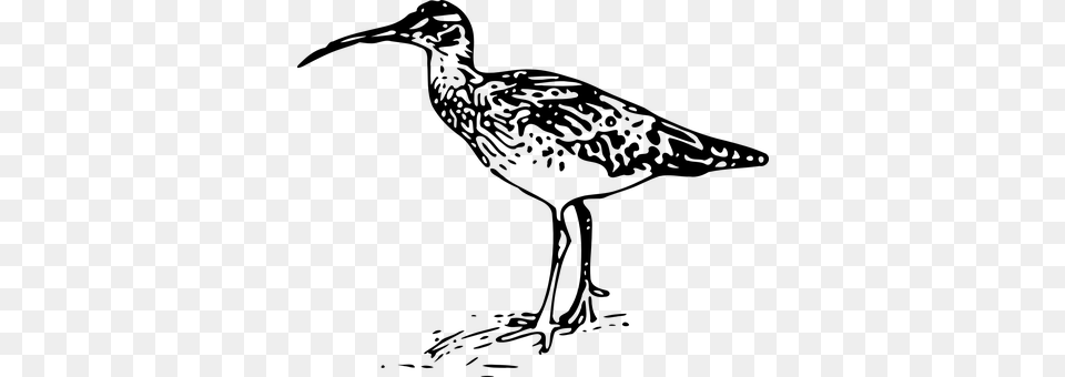 Curlew Gray Png
