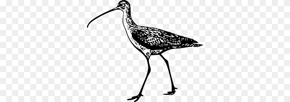 Curlew Gray Free Transparent Png