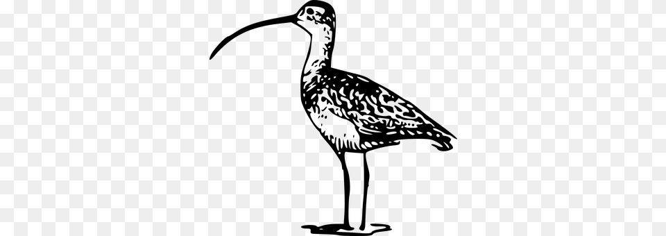 Curlew Gray Free Png