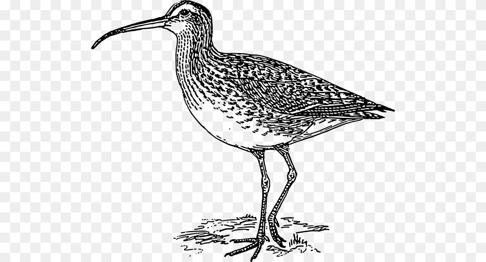 Curlew Bird Svg Clip Arts 600 X 518 Px, Animal, Beak, Waterfowl Png