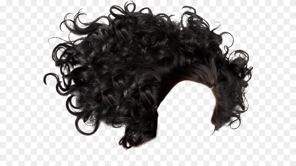 Curly Hair Boy, Animal, Canine, Dog, Mammal Free Transparent Png
