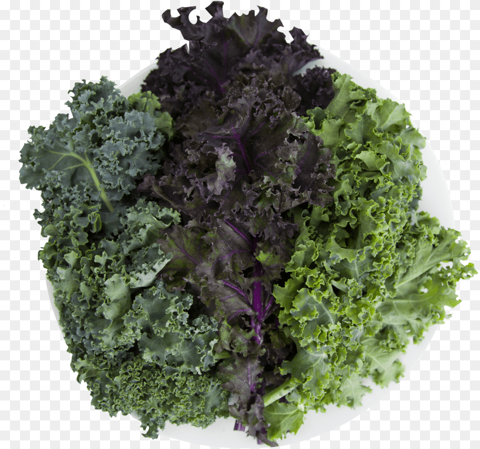 Curly Kale Image With No Background Cruciferous Vegetables, Food, Leafy Green Vegetable, Plant, Produce Png