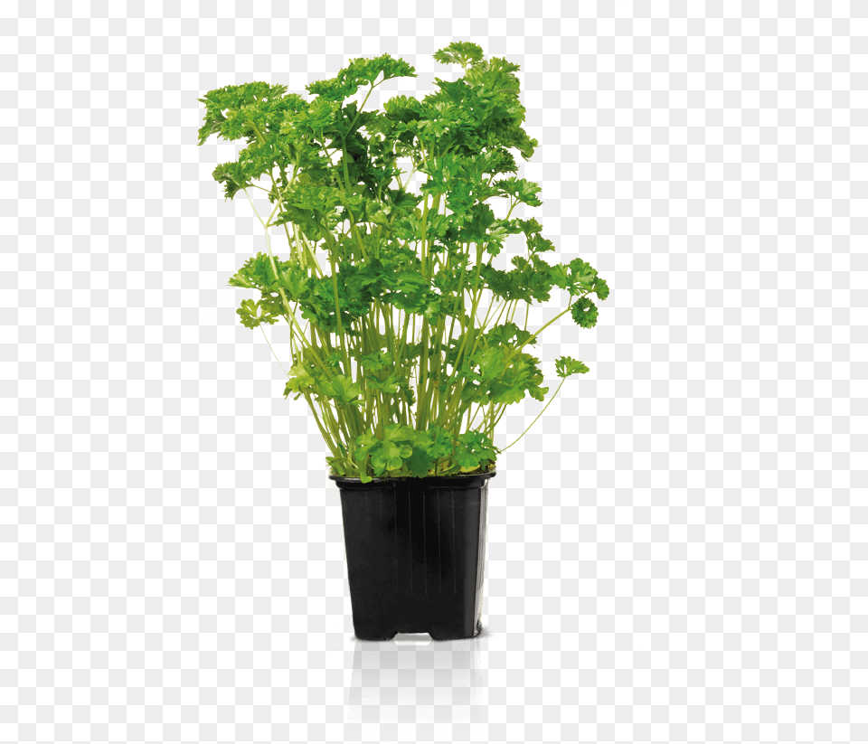 Curly Parsley Bylinky Flowerpot, Herbs, Plant Free Png Download