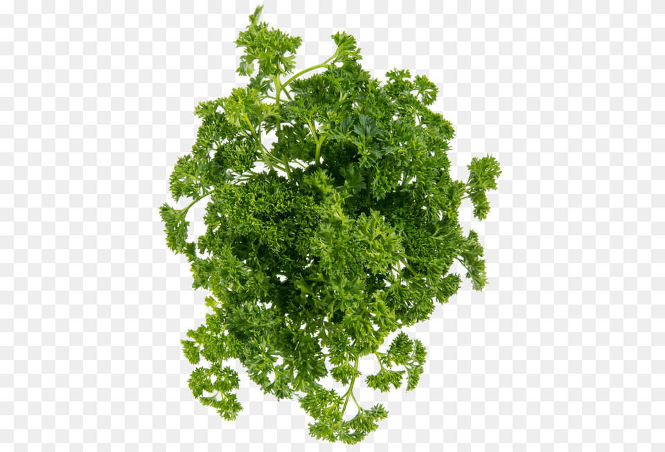 Curly Parsley Stock Photography, Herbs, Plant, Herbal Free Transparent Png