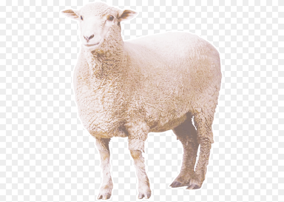 Curly Sheep Download Sheep, Animal, Livestock, Mammal Png