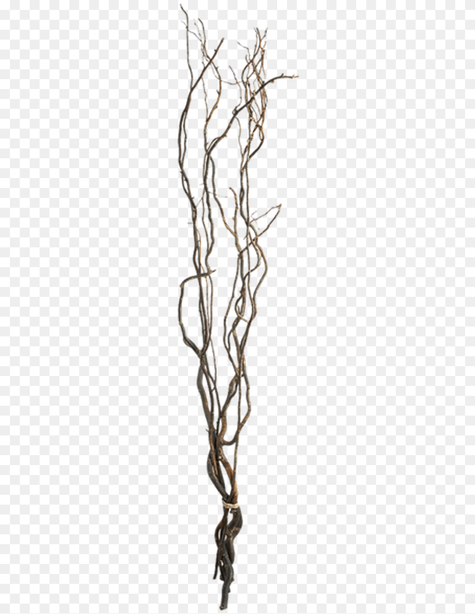 Curly Willow Branches Transparent, Bronze, Wood Free Png