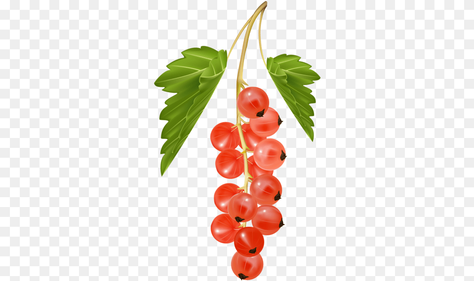 Currant Clipart, Food, Fruit, Plant, Produce Png