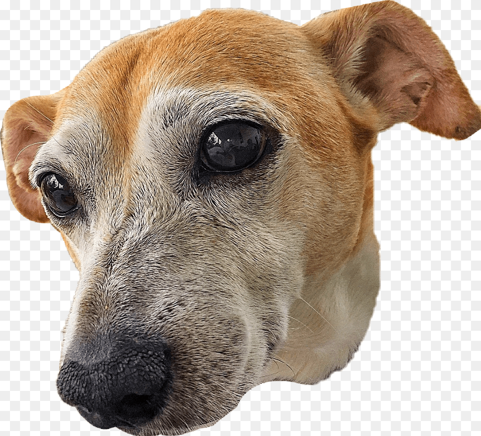 Currare Breed Potcake Dogfawncompanion Dogear Dog Head, Animal, Canine, Hound, Mammal Free Png Download