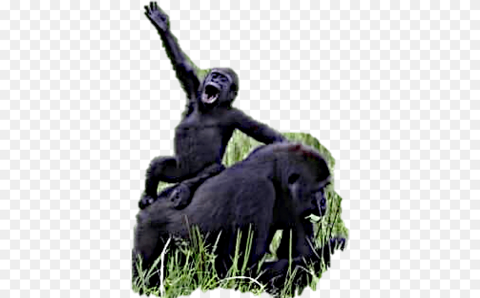Current Campaigns Wilddazethemovie Gorilla, Animal, Ape, Mammal, Wildlife Png