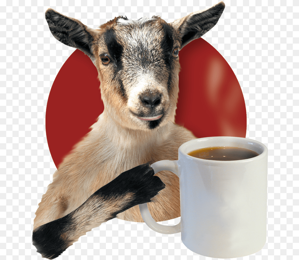 Current Goat Blank Mug Crazy Mocha Pittsburgh, Cup, Livestock, Animal, Mammal Png