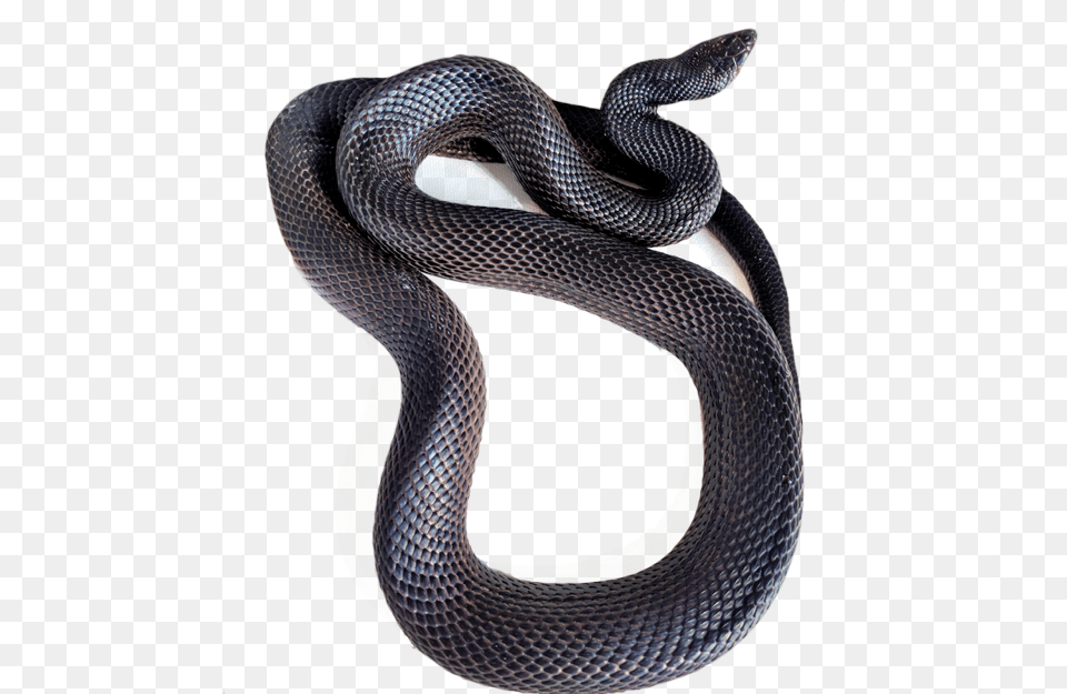 Currently We Are Working With Pine Snakes Trans Pecos Transparent Black Snake, Animal, Reptile, King Snake Png